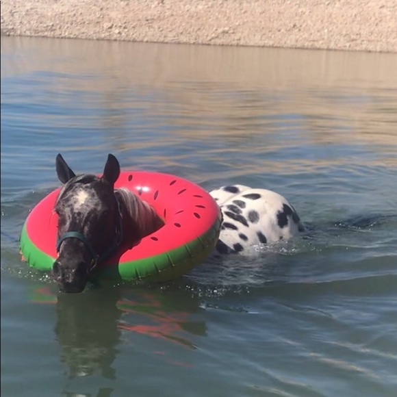 Meet your Posher, Lisa - Picture 2 of 3